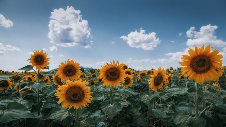 Штат Канзас Подсолнухи