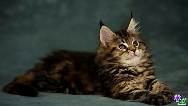 Кошка Мейн кун