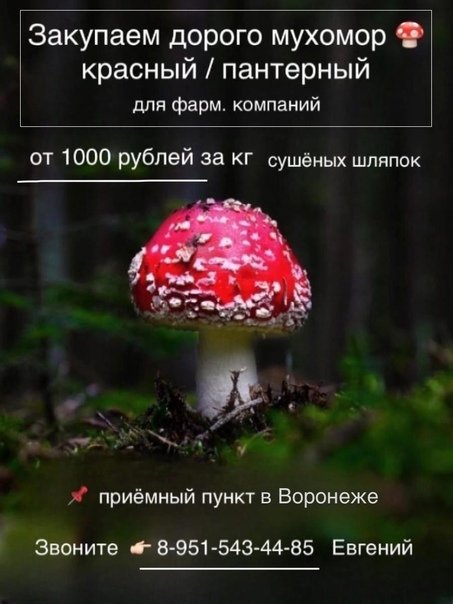 Гриб мухомор