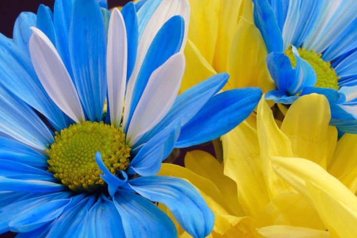 Желто синий цвет