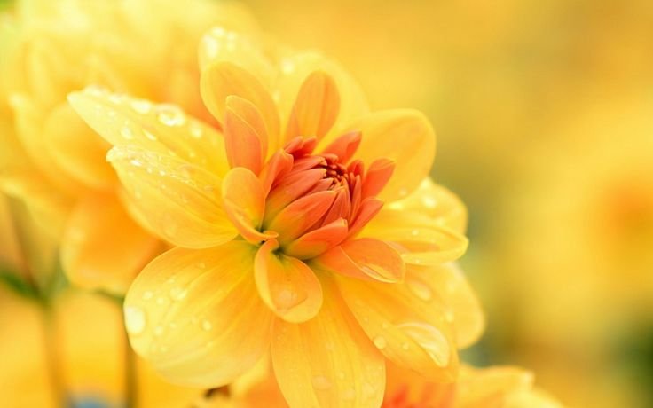 Желто оранжевые цветы