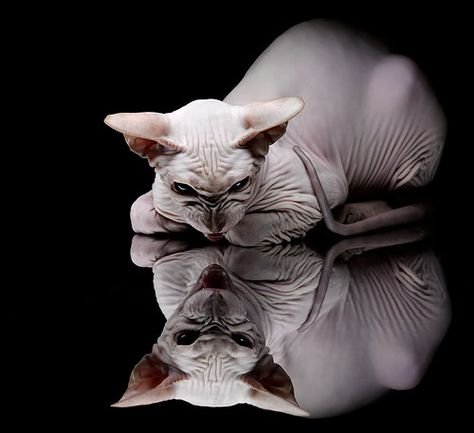 Коты сфинксы