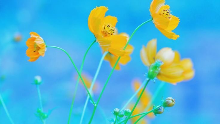 Желто голубые цветы