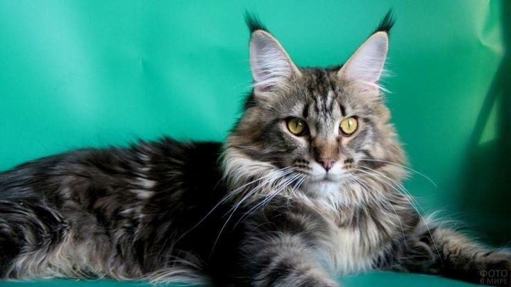 Порода котов Мейн кун