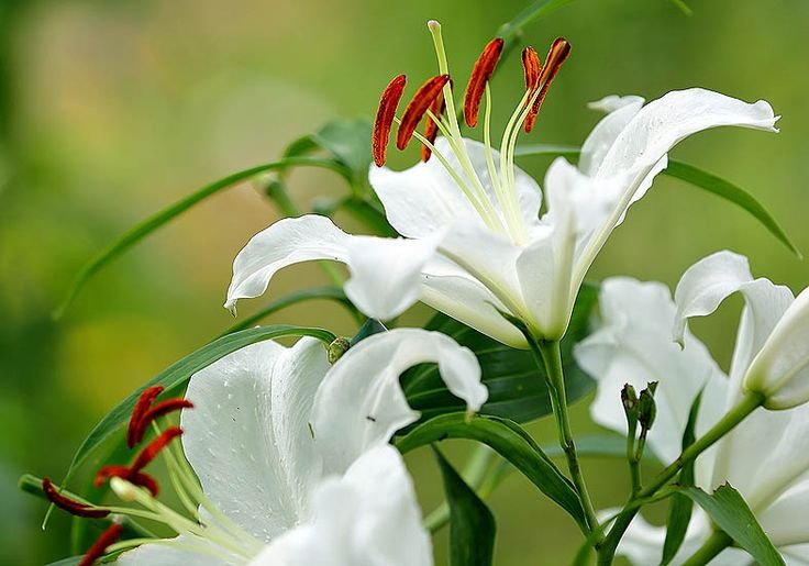 Лилия белоснежная-Lilium