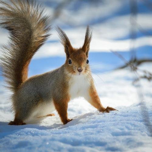 Белка зимой