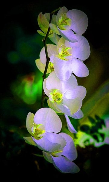 Ампельная Орхидея