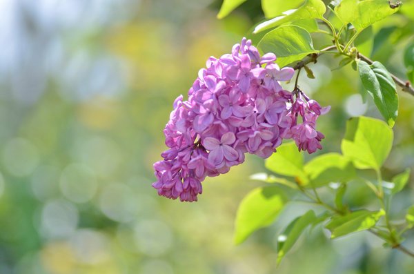 Сирень обыкновенная Гавриил Державин