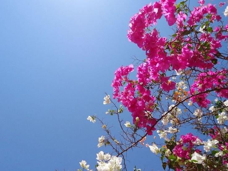 Цветы на фоне неба