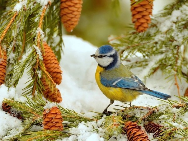 Мухоловка, Зарянка, лазоревка,
