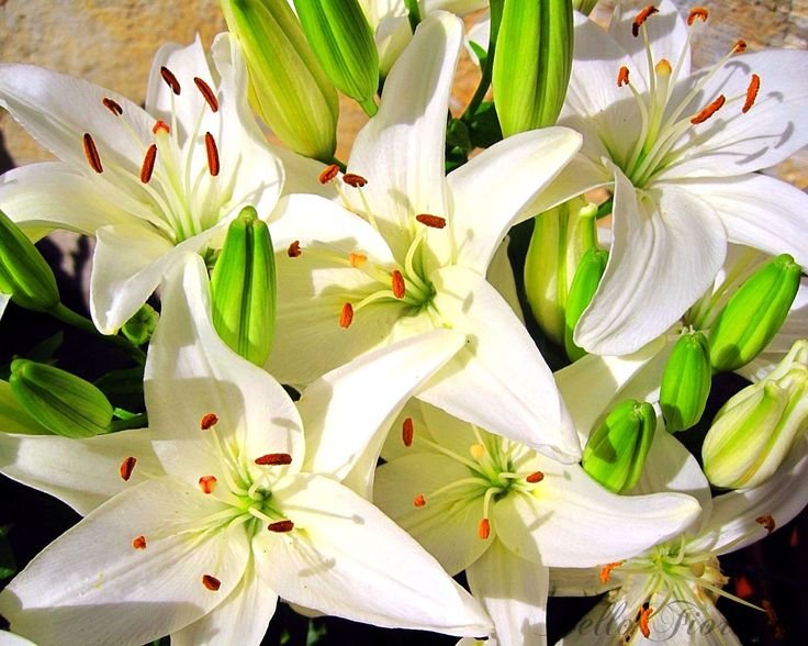 Лилия Гранд Туризмо