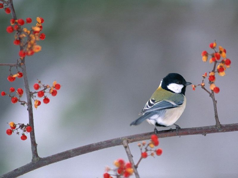 Синица на рябине
