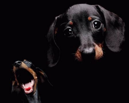 Такса на рабочий стол