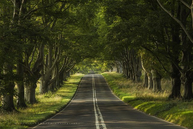 Дорога среди деревьев