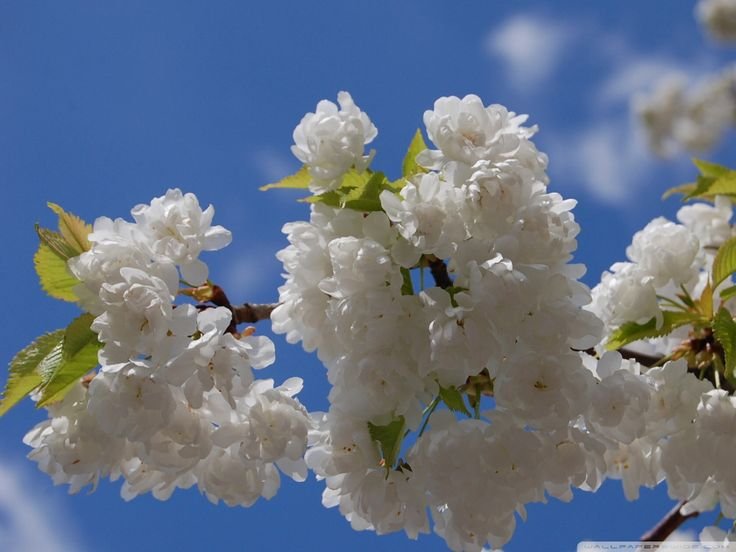 Весна природа