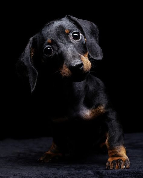 Такса собака черная