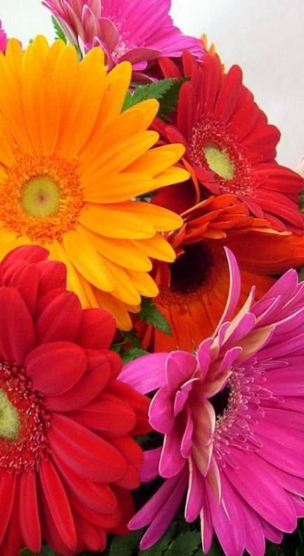 Яркие цветы