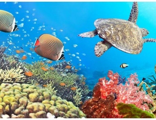 Коралловые рифы красного моря