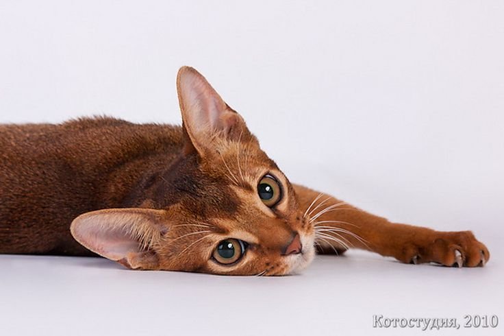 Абиссинская кошка голубая