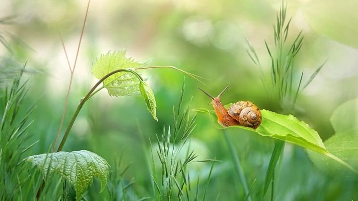 Травяная улитка