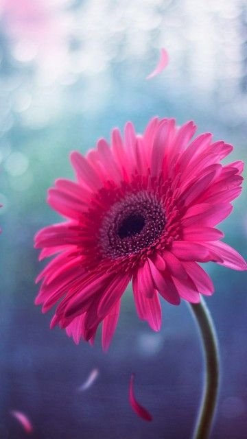 Герберы сиреневые