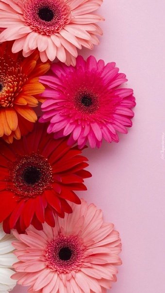 Гербера цветок