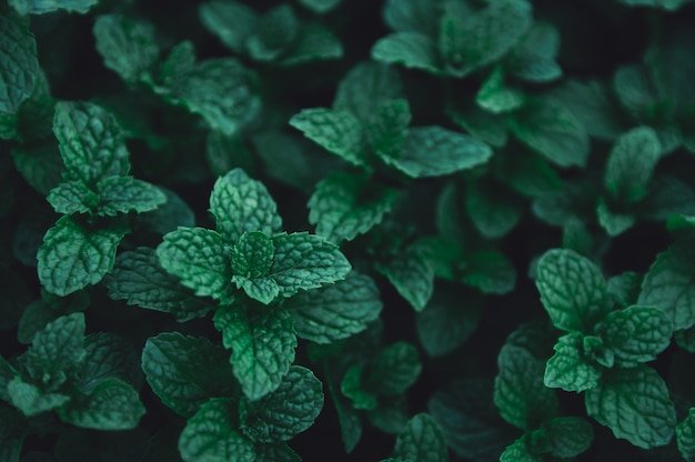 Мята Orangenminze