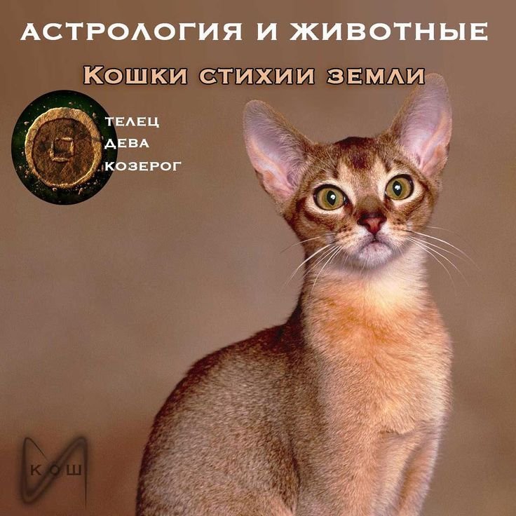 Ориентальные абиссинцы