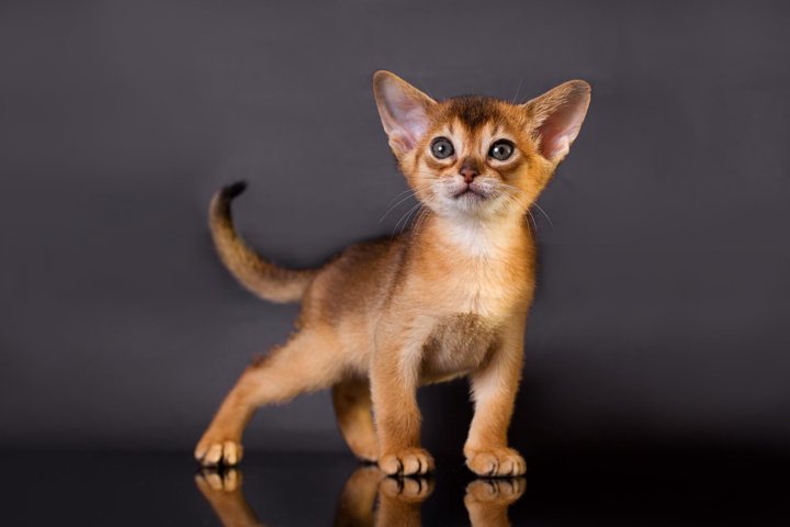Абиссинская кошка