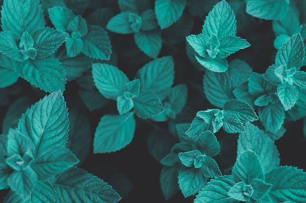 Мята Земляничная ( Mentha species Erdbeerminze)