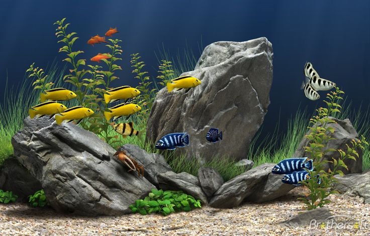 Скринсейвер Dream Aquarium