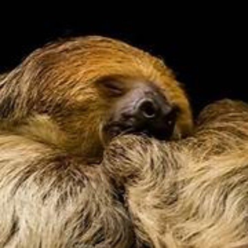 Ленивец на рабочий стол