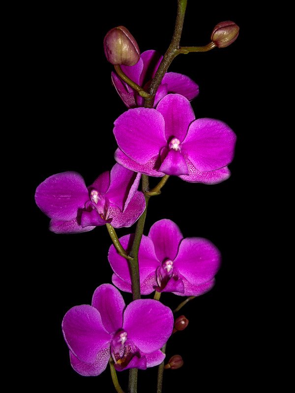 орхидеи вертикальные