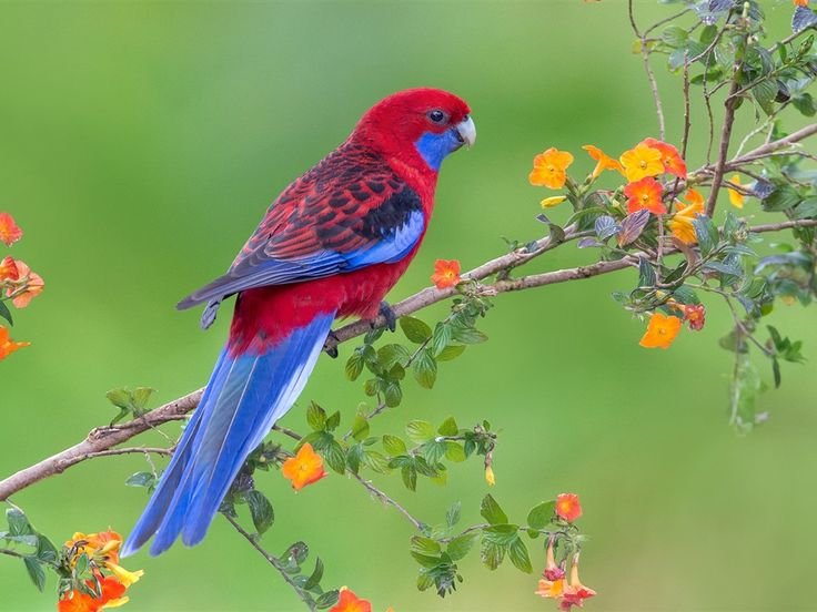 Розелла красная попугай