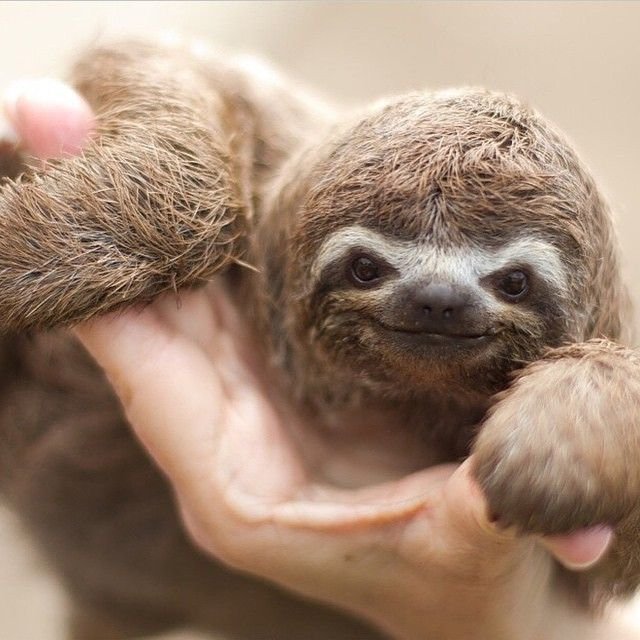 Двупалый Ленивец