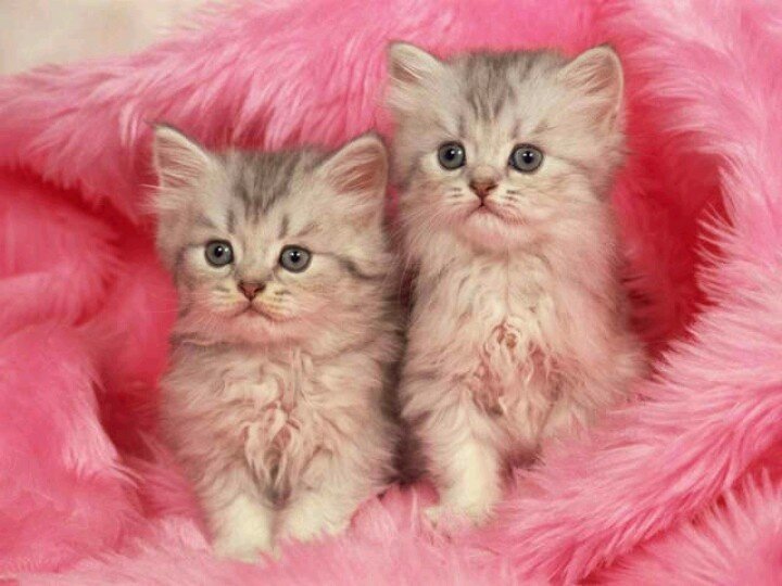 Красивые котята