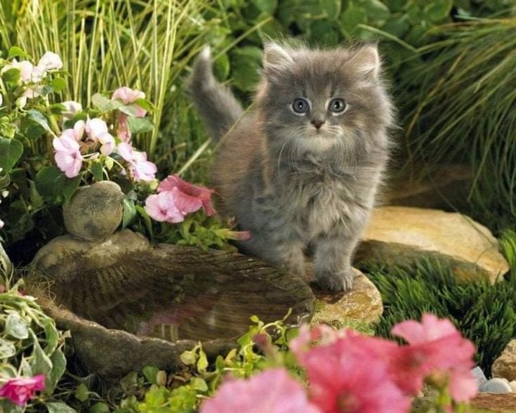 Котики картинки