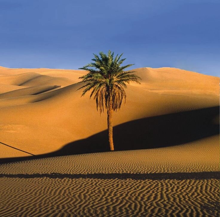 Моджейв пустыня