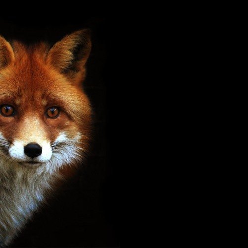 Лиса на рабочий стол