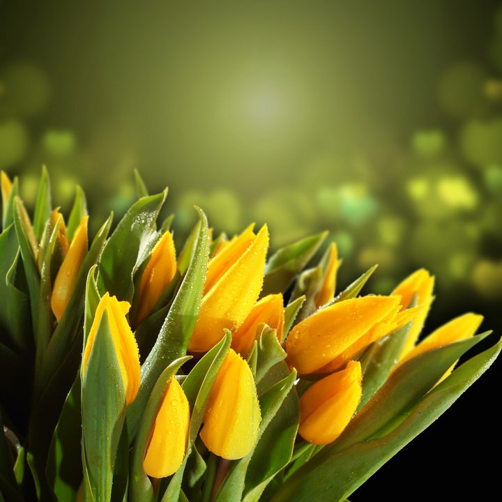 Цветы тюльпаны