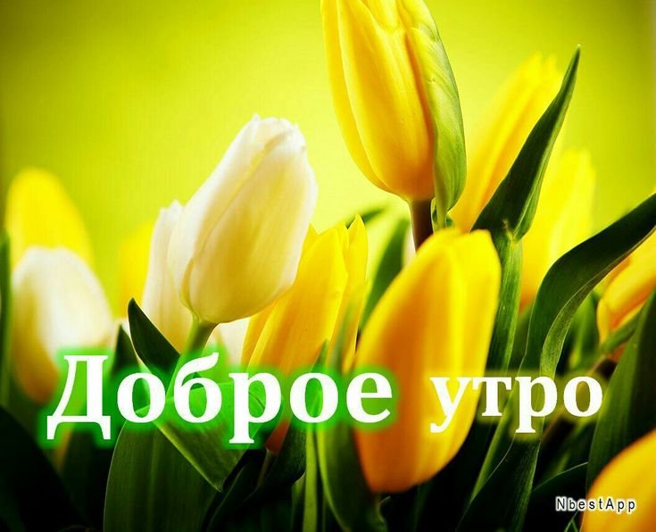 Жёлтый цветок