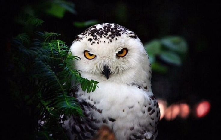 Сипуха Букля