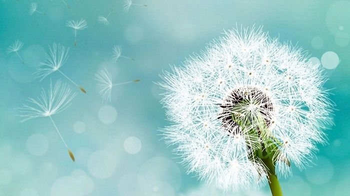 Одуванчик аксесс Барс