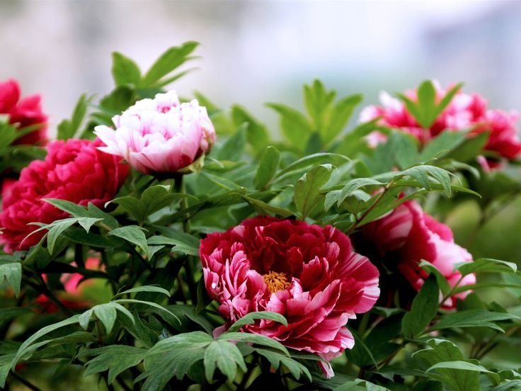 Пион Сплендид Корнелия