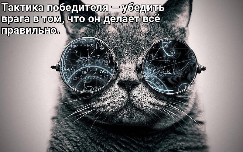 Кот в очках обои