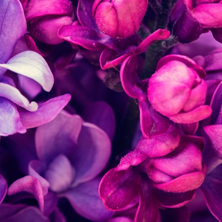 Фиолетовый цвет