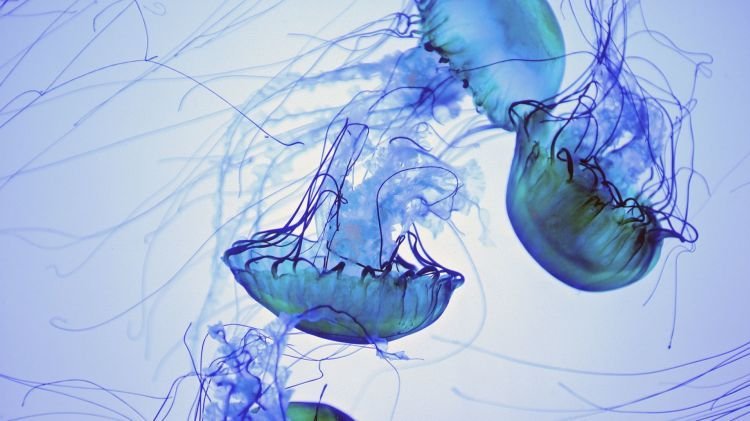 Обои на рабочий стол медузы