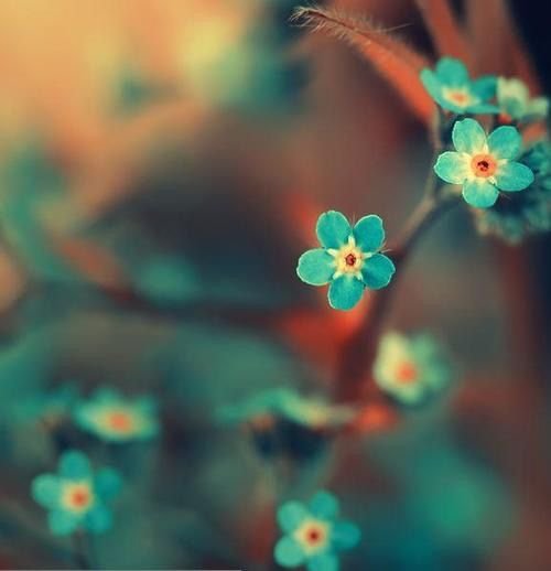 Бирюзовые цветы