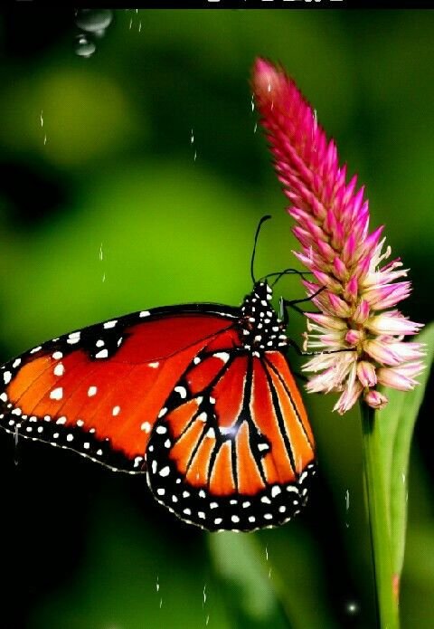 Красивые темы на телефон