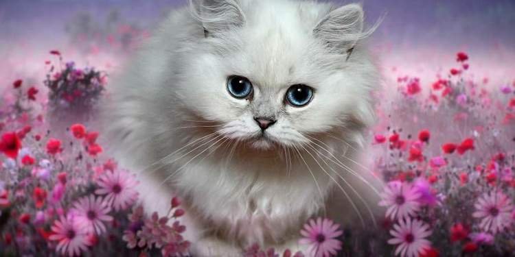 Красивые котята